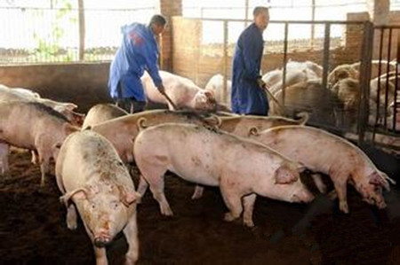 习近平:畜牧废弃物要以农村能源和农用有机肥为方向