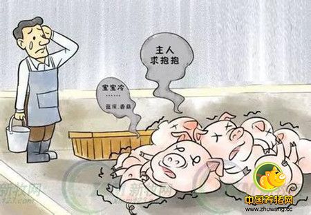 冬季常见猪只呕吐应该怎么分析和判定疫病？