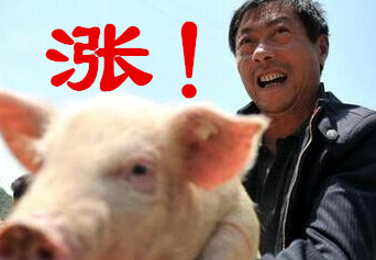 “追涨杀跌” 猪价平稳上涨 春节前集中出栏还有没有危险