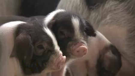 母猪发病前一直在传递信号，可你却一个都没看见？