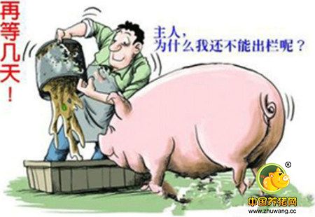 元旦提振猪肉需求 卖方市场到来对猪价形成支撑