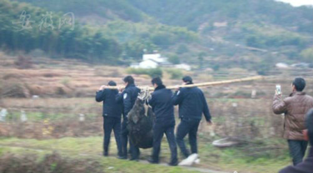 发狂野猪咬伤潜山县两村民 民警将其击毙