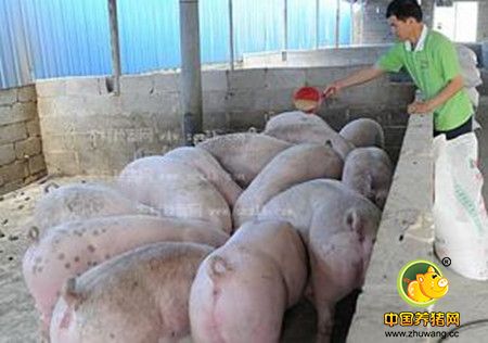冬季养猪技术：冬季畜禽应该注意补充的维生素