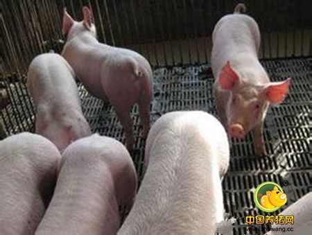 仔猪饲料中添加豆粕引发的超敏反应