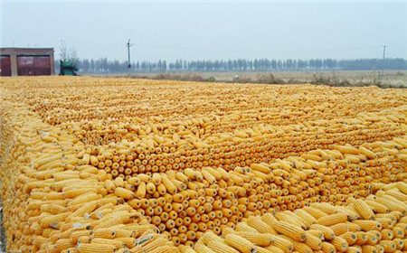 读懂今年才能展望明年 16个词看懂2016年中国农业格局