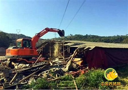 石狮灵秀拆除25处历史遗留养猪场