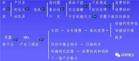 母猪“三联症”的终结者——硕腾“可牧喜”重磅来袭！