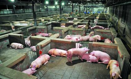 春节将至,生猪屠宰“扫雷行动”席卷大江南北