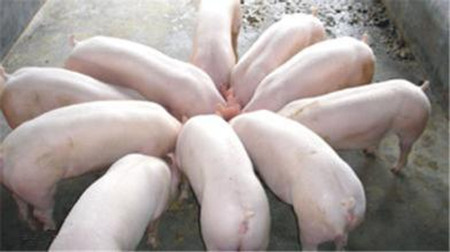 猪场常备这八类药　做好疫苗不怕猪养不好!