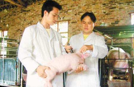 养猪场如何制定科学合理的免疫程序？