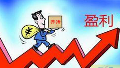 玉米大跌,2017年中猪价是否再度疯狂?