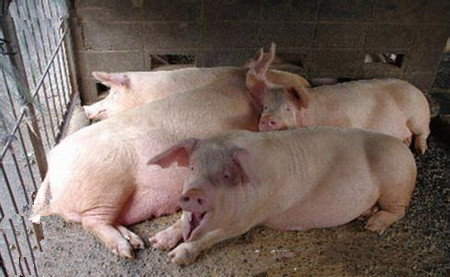 生猪口蹄疫防治误区，你犯了几条？