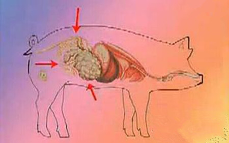 猪消化道疾病的预防与治疗，猪消化道疾病防治方法