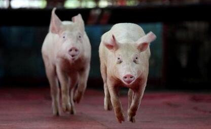 养了这么多年猪，猪竟然喜欢吃蛇？