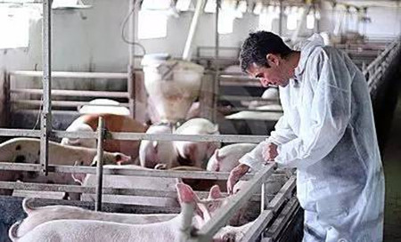 猪口蹄疫的防治策略，很详细！