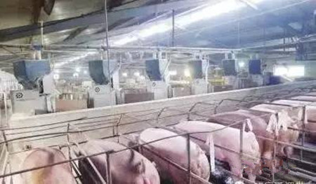 经产孕猪不明原因死亡？原因都在这里....