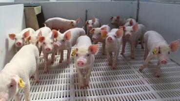 卖猪钱拿着也不付赊购饲料款！法院八百里外追到50万