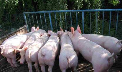 双汇发展：中美价差继续扩大强化进口肉贡献