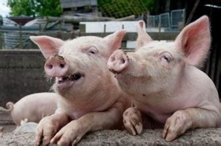 史上最全面地猪喘气病诊治及治疗方案