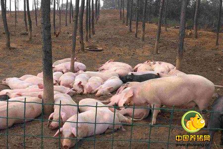 2016年养猪很赚钱? 其实真正赚钱的是这些大户