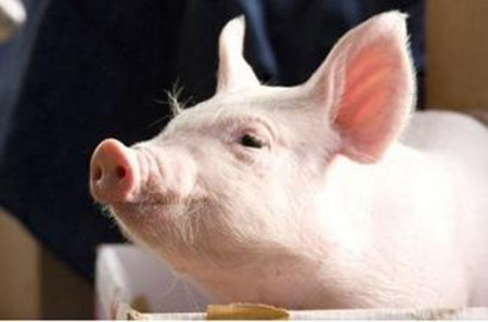 冬季肥猪顽固性腹泻的最主要原因在哪里?