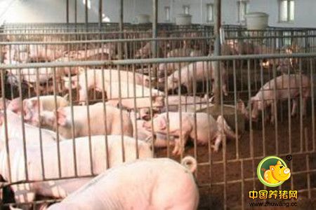 养猪场必须遵守的猪病防治原则,超实用!