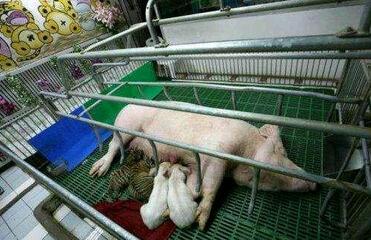 跨越种族的母爱！老母猪当起了小老虎的奶妈（图）