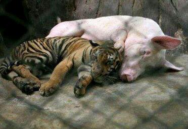 跨越种族的母爱！老母猪当起了小老虎的奶妈（图）