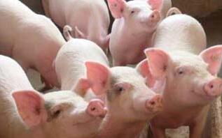 于静：残忍的“泥浆灌猪”，丑陋的危机公关