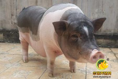 天冷了,猪价高了,这些猪病要注意了
