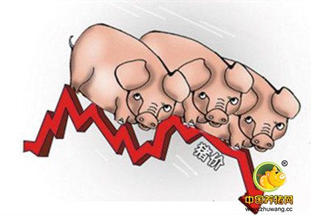生猪价格局部回落,后市仍然不明朗