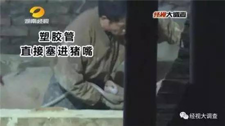 这些年，我们是怎么对待猪的？