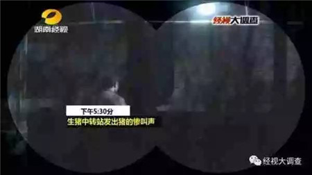 这些年，我们是怎么对待猪的？