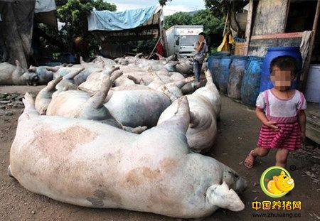 病死猪流通为何屡禁不止?都是养猪场的错吗!