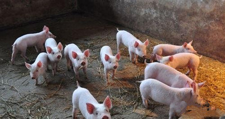 冬季咳嗽、喘气、发烧……急性死死亡，大多是因为这些病