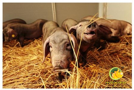 网易猪场内部曝光：6个人养2万头猪场原来是这样子!