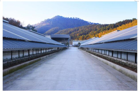 网易猪场内部曝光：6个人养2万头猪场原来是这样子!