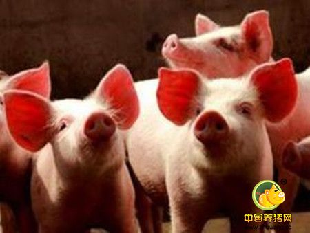 高猪价下的危机，这个疾病你不得不防！