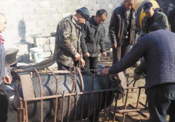 夫妇养猪缺资金，十多位市民曾提前交钱预定