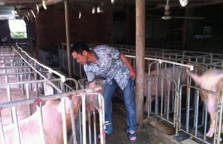 冬季养猪该怎样防止猪尿窝?