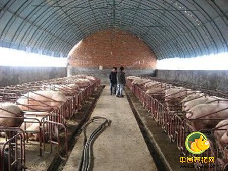 冬季养猪防裂蹄病