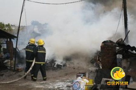 咸阳武功一养猪大棚凌晨起火 170多头猪葬身火海