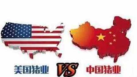 美国养猪效率是我们的1.8倍! 归根结底, 竟是自繁自养惹的祸?