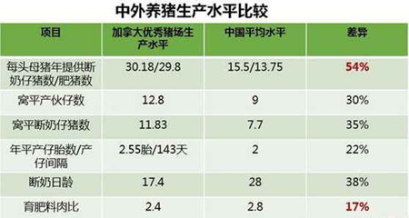 美国养猪效率是我们的1.8倍! 归根结底, 竟是自繁自养惹的祸?