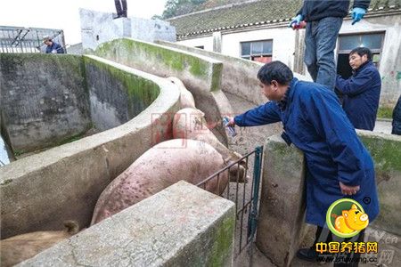 一夜测500头猪 “二师兄”印戳原是这样盖出的
