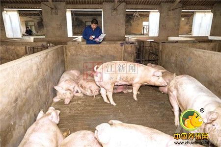 一夜测500头猪 “二师兄”印戳原是这样盖出的