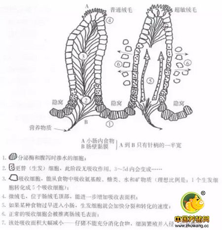 断奶仔猪为何容易发生腹泻？原因说的竟如此透彻！