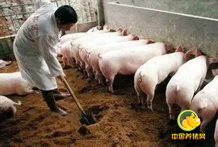 冬季猪群呼吸道疾病有哪些特点？如何防治？