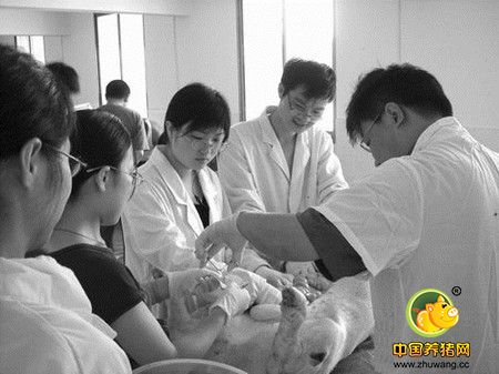 从“口粮”入手破解生态养猪难题