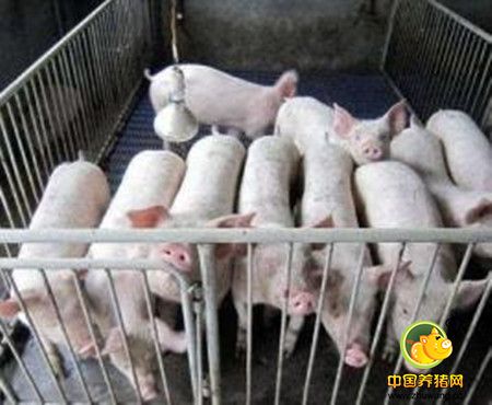 能繁母猪存栏降至3670万头,连续40个月无明显增长